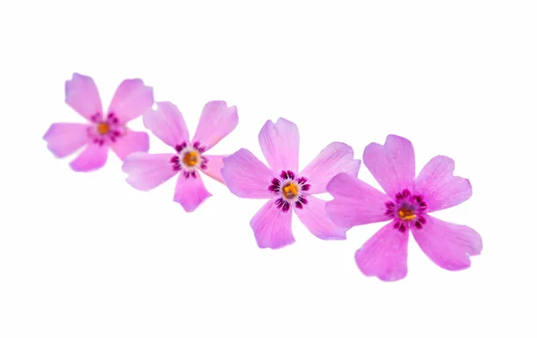 Флокс-цветы — стоковое фото