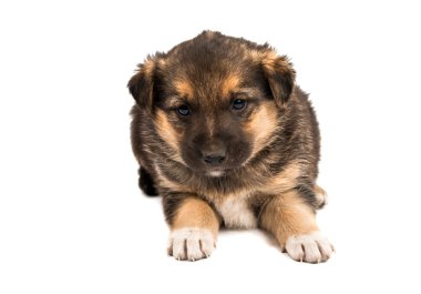 izole köpek yavrusu 