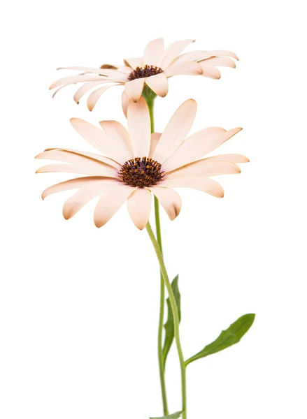 Osteospermum Daisy nebo mys sedmikráska květ — Stock fotografie