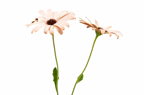 Osteospermum デイジーや岬デイジーの花 — ストック写真