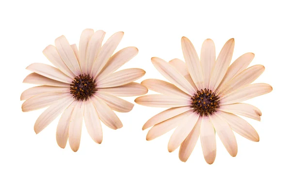 Osteospermum Daisy or Cape Daisy Flower — Stock Photo, Image