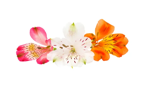 Alstroemeria — Stock Photo, Image