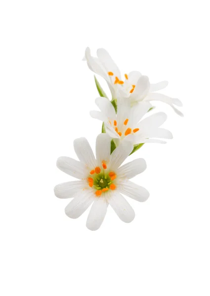 Beautiful white flowers — Stock Photo, Image