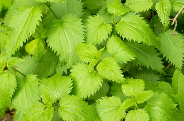 Laub der Baumkronen im Frühling — Stockfoto