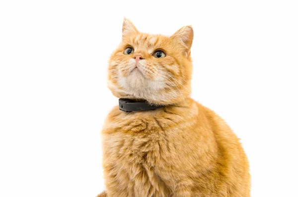 Gember kat geïsoleerd — Stockfoto