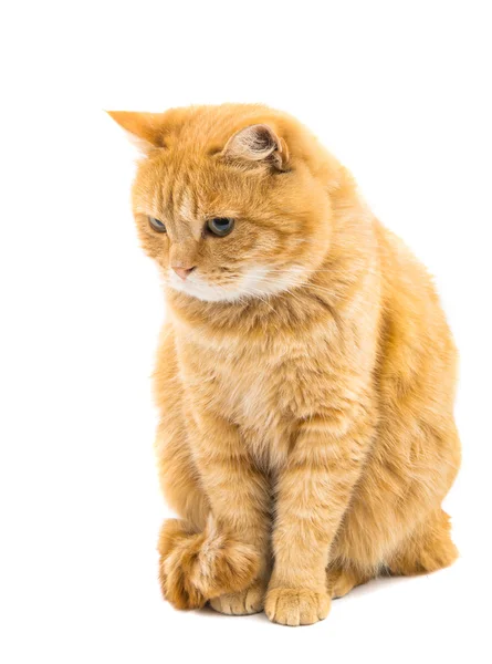 Ginger cat isolated — Stock Photo, Image