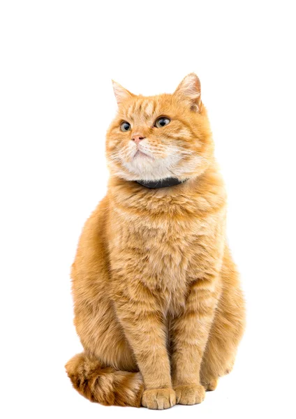 Ginger cat isolated — Stock Photo, Image