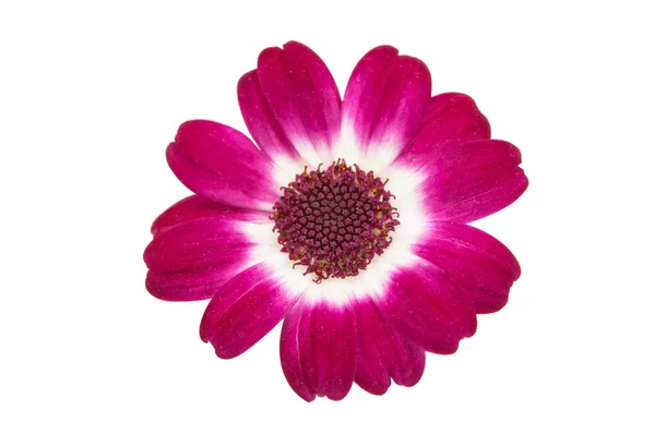 Small beautiful flowers — Stock Photo, Image