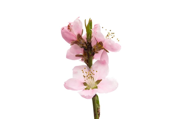 Flor de cerezo, flores de sakura — Foto de Stock