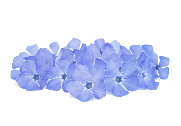 Periwinkle flower — Stock Photo, Image