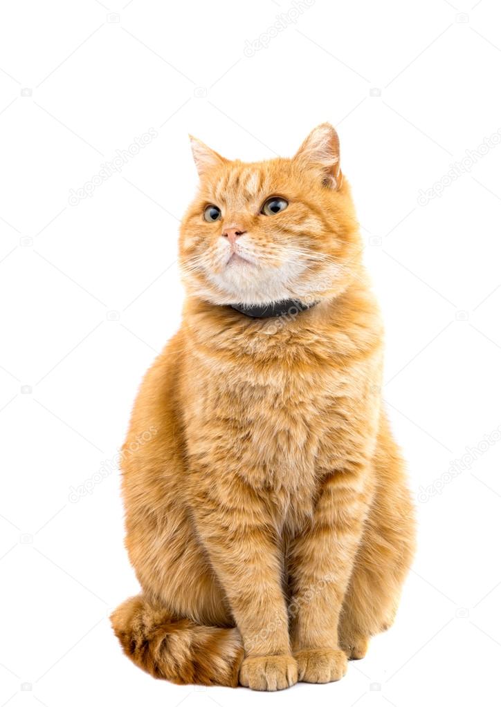 ginger cat isolated