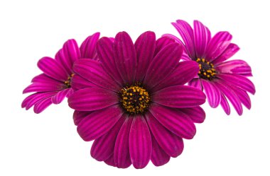 Osteospermum papatya veya Cape papatya çiçek 