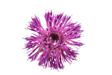 Deve dikeni çiçeği