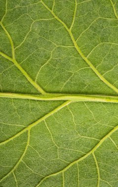 dulavratotu yaprağı doku