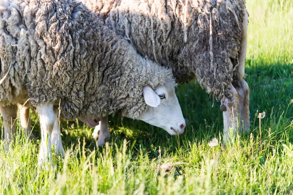 Schafe weiden — Stockfoto