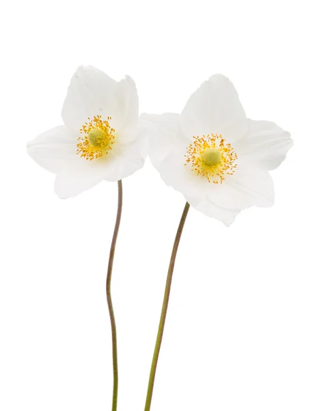 Fiore bianco anemone Dubravnaya — Foto Stock