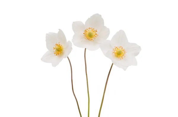 Witte bloem anemone dubravnaya — Stockfoto