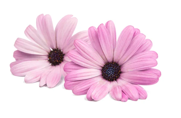 Een violette roze Osteosperumum bloem Daisy witte achtergrond — Stockfoto