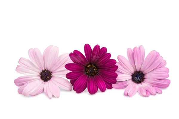 A violet Pink Osteosperumum Flower Daisy White Background — Stock Photo, Image