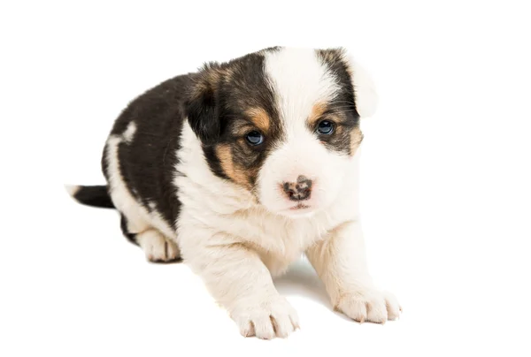 Puppy — Stock Photo, Image