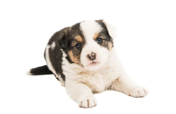 Puppy — Stockfoto