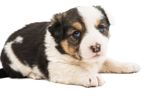 Puppy — Stockfoto