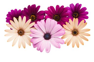 Mor pembe Osteosperumum çiçek papatya 