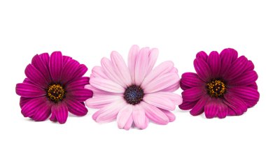 Mor pembe Osteosperumum çiçek papatya