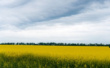 bir kanola kırpma, tam bahar çiçek