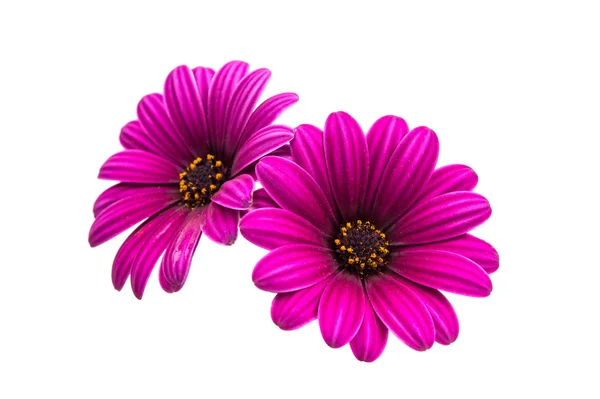 En violett rosa Osteosperumum blomma prästkrage — Stockfoto