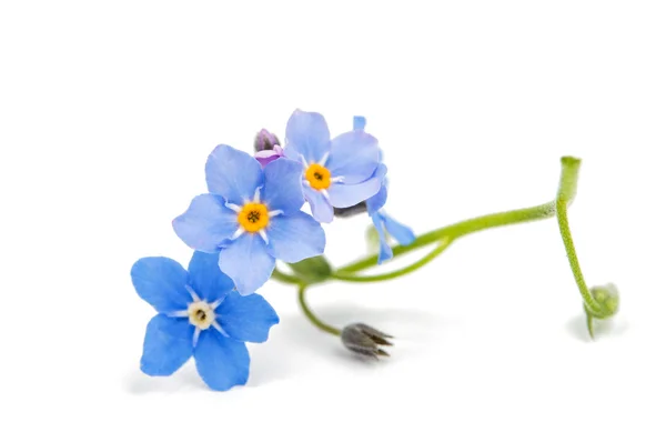 Forget-me-a white background — Stock Photo, Image