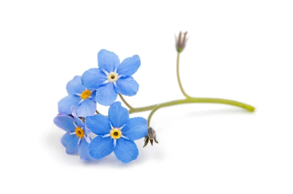 Forget-me-a white background — Stock Photo, Image