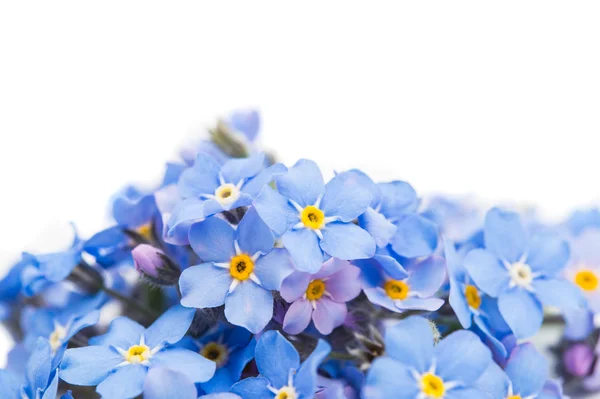 Vergeet-mij-een witte achtergrond — Stockfoto