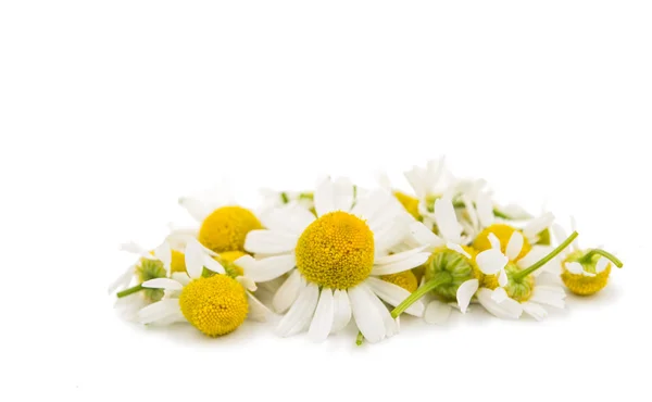 Medicinsk daisy — Stockfoto