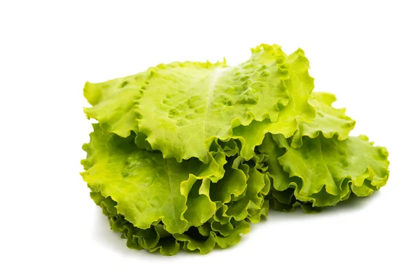Frische grüner Blattsalat — Stockfoto