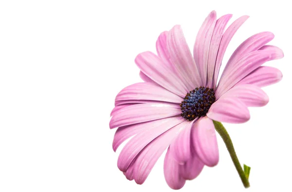 Een violette, roze Osteosperumum Daisy Flower — Stockfoto