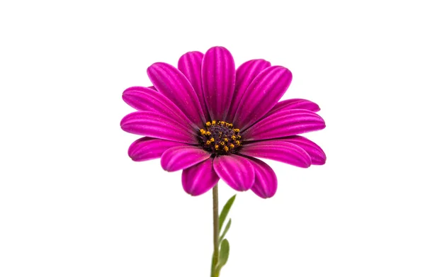 Ein violett rosa Osteosperumum Blume Gänseblümchen — Stockfoto