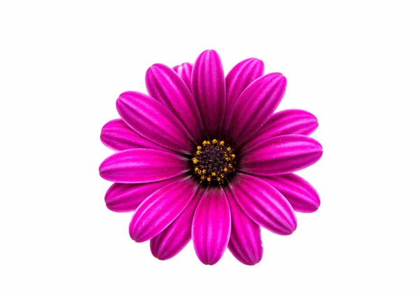 En violett rosa Osteosperumum blomma prästkrage — Stockfoto