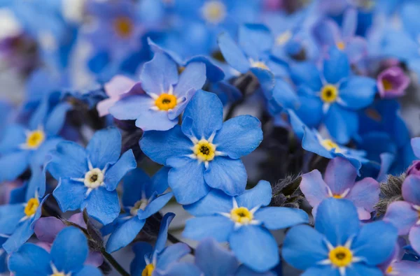 Forget-me not flowers — Stock Photo, Image