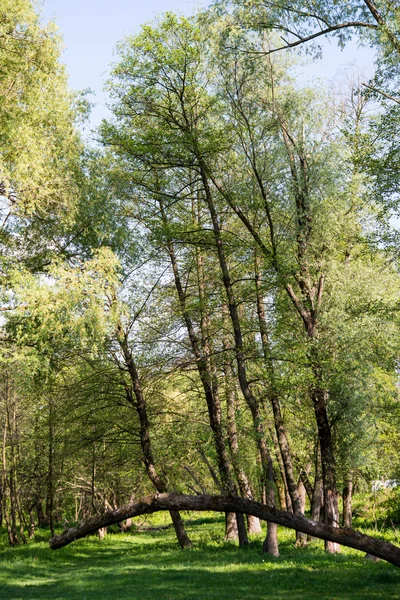 Zelený les — Stock fotografie