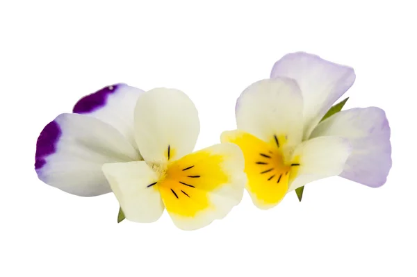 Homo çiçek izole — Stok fotoğraf