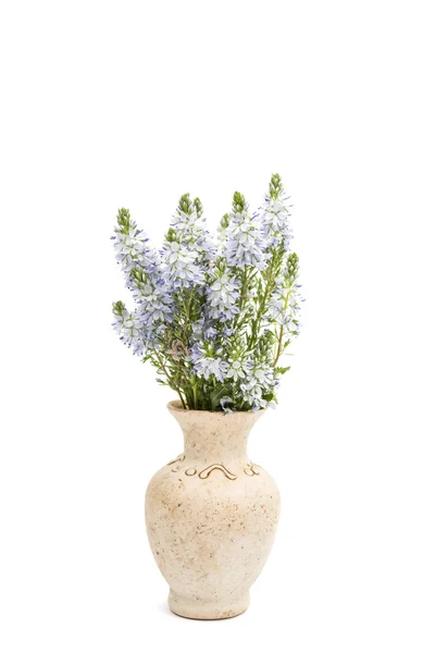Weide blauwe bloemen — Stockfoto