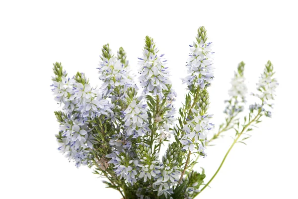 Pradera flores azules — Foto de Stock