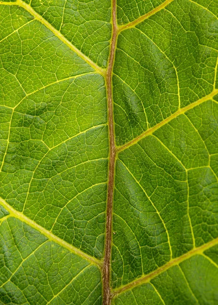 Burdock leaf texture — Stock Photo, Image