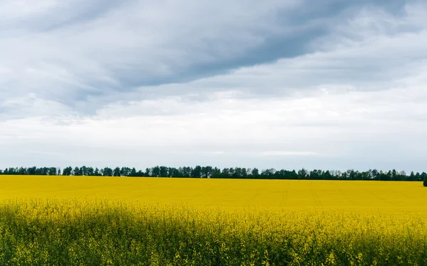 A Canola crop, in full Spring flower — Stock Photo, Image