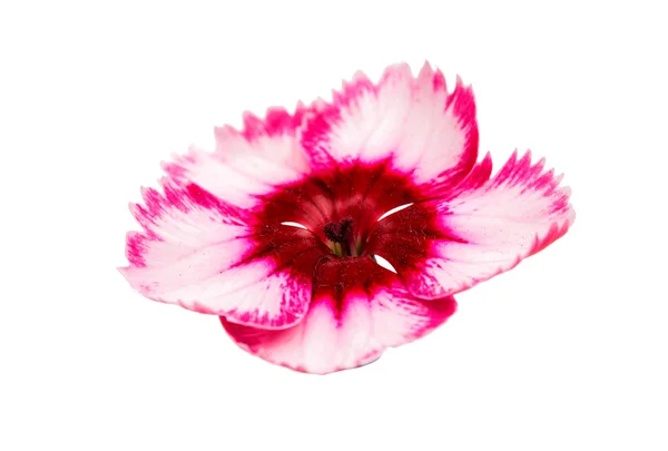 Pink carnation flower — Stock Photo, Image