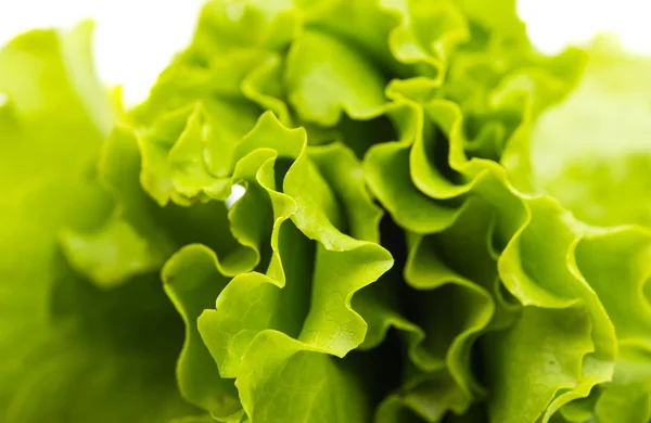 Leaf lettuce — Stock Photo, Image