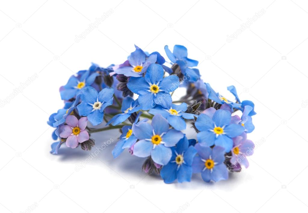 forget-me not flowers