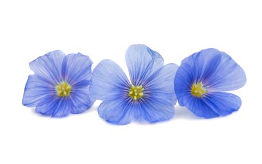 İzole keten güzel çiçekler 