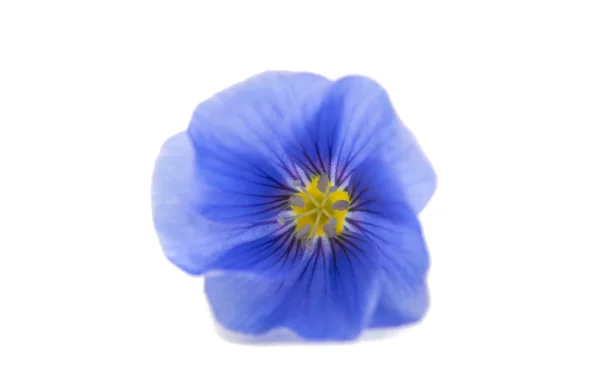 Beautiful flowers of flax isolated — Stock Photo, Image